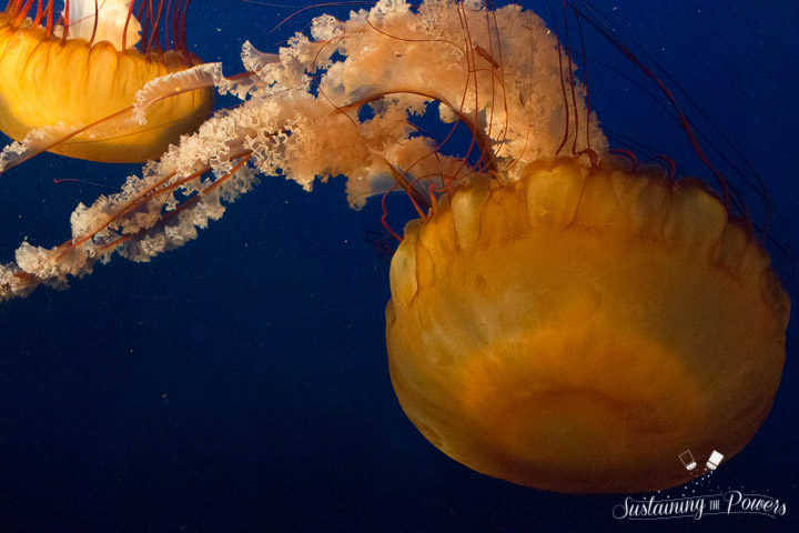 Currently Sustaining Us - Jellyfish - Sustaining the Powers-10