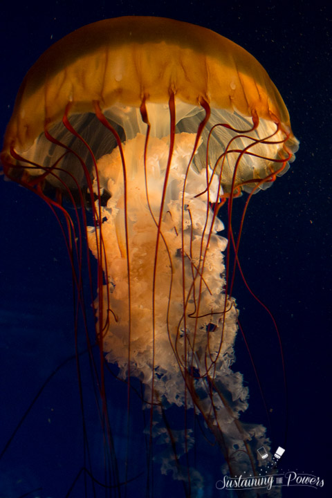Currently Sustaining Us - Jellyfish - Sustaining the Powers-11