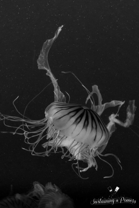 Currently Sustaining Us - Jellyfish - Sustaining the Powers-13