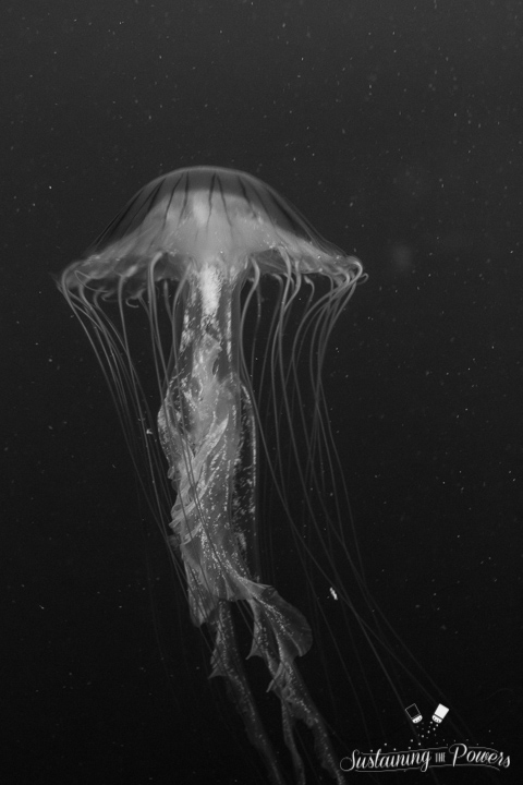 Currently Sustaining Us - Jellyfish - Sustaining the Powers-14