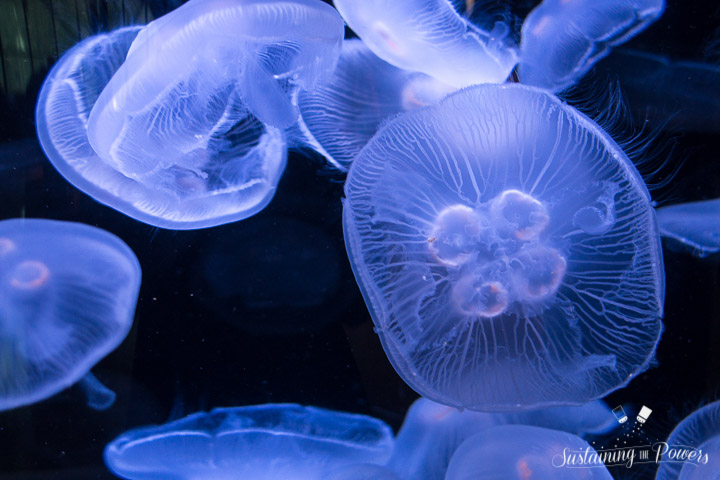 Currently Sustaining Us - Jellyfish - Sustaining the Powers-3