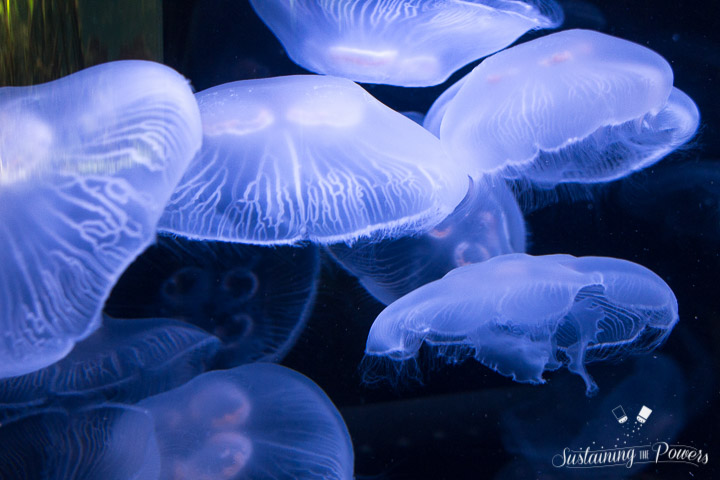 Currently Sustaining Us - Jellyfish - Sustaining the Powers-4
