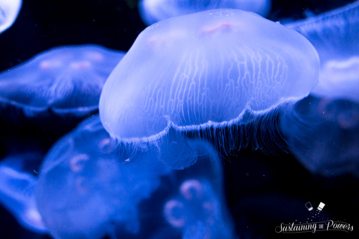 Currently Sustaining Us - Jellyfish - Sustaining the Powers-5