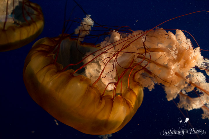 Currently Sustaining Us - Jellyfish - Sustaining the Powers-7