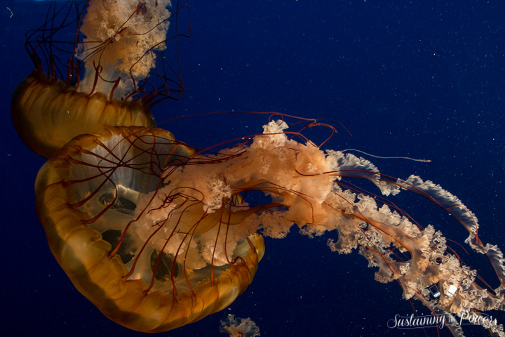Currently Sustaining Us - Jellyfish - Sustaining the Powers-8