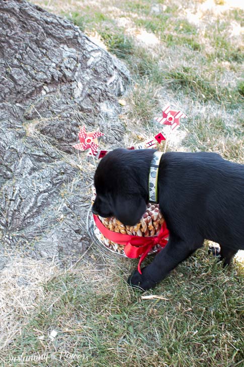 It's the dog treat version of a diaper cake! How cute! 