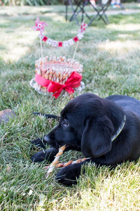 It's the dog treat version of a diaper cake! How cute! 